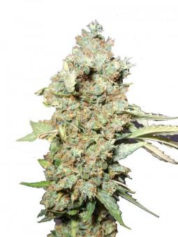 Purple OG Punch - картинка 1