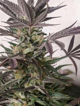 Kosher Haze - картинка 4