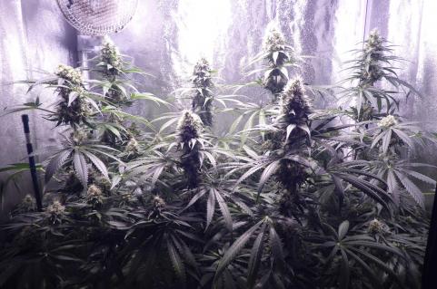 Galaxy CBD - картинка 3