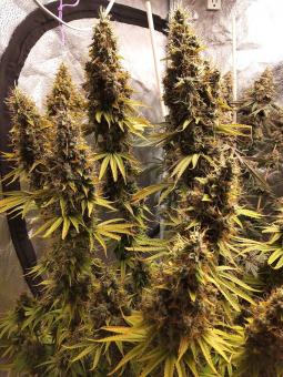 Arjan's Strawberry Haze - картинка 3