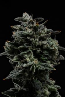 Strawberry Cookies - картинка 3