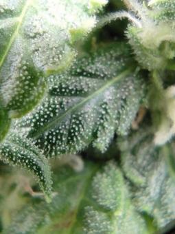 Chronic Ryder BX autoreg - картинка 5