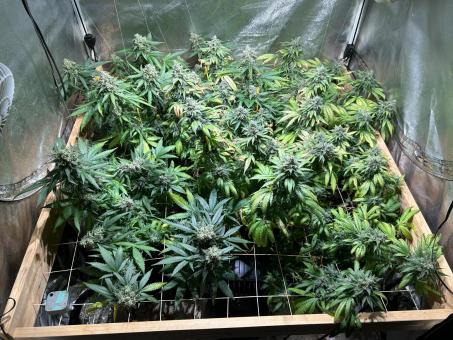 Frosted Guava Autoflowering - картинка 4