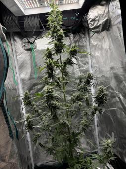 Rucu Cucu OG Auto - картинка 1