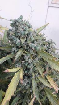 Warlock reg - картинка 3