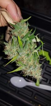 Delicious Candy Auto  - картинка 5