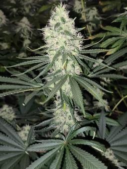 Bubble Kush - картинка 8