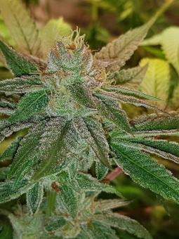 Bubble Kush - картинка 2