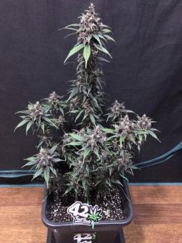 Crystal Meth Auto - картинка 1