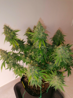 Super Bud - картинка 3