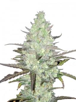 Buddha Auto Tangie - картинка 5