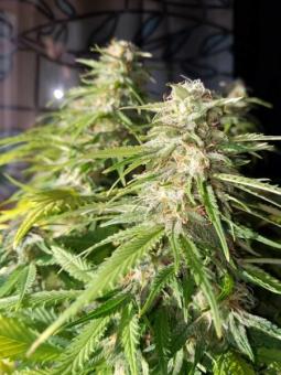 Prima Hollandica - картинка 3