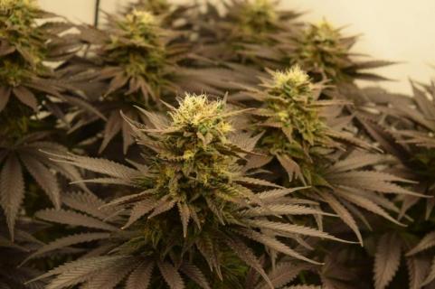 Californian Orange - картинка 6