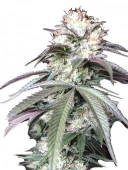 Sensi Star - картинка 2