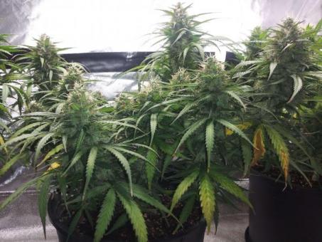 Sour Diesel Auto - картинка 5