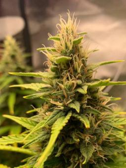 Easy Bud Auto - картинка 13