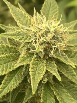 Bubble Kush - картинка 3