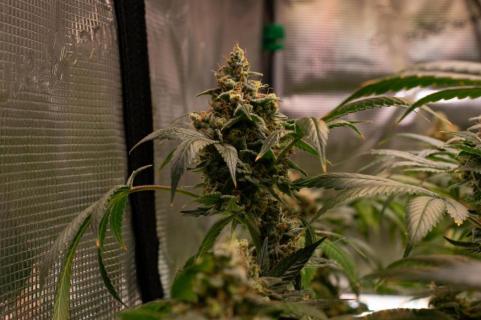 Delicius Candy Early Version - картинка 1