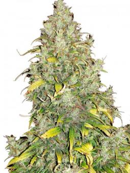 Critical Auto - картинка 4