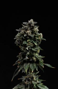 Strawberry Cookies - картинка 8