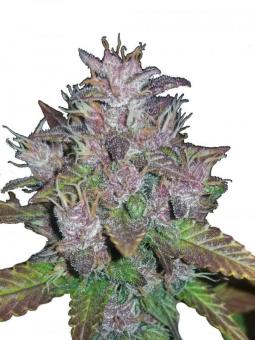 C4 Auto - картинка 7