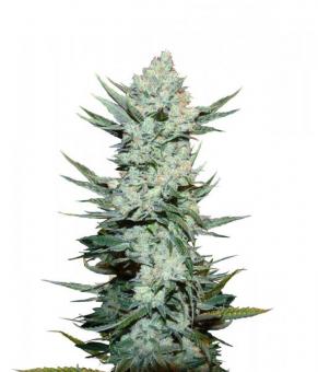 Tangie Auto - картинка 1