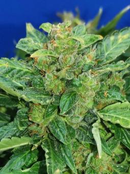 Auto White Devotchka genetics - картинка 6