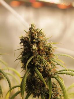 Dutch Kush - картинка 3