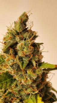 Green Poison XL Auto® - картинка 3