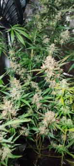 Cookies and Cream - картинка 5