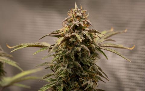 Patagonia Auto - картинка 2