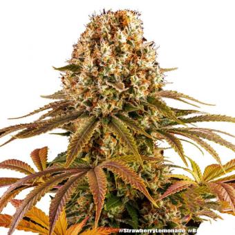 Strawberry Lemonade - картинка 9