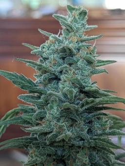 Lemon AK Auto - картинка 2