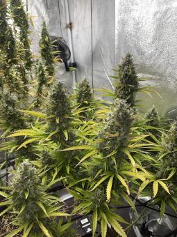 Auto Lemon Kix - картинка 5