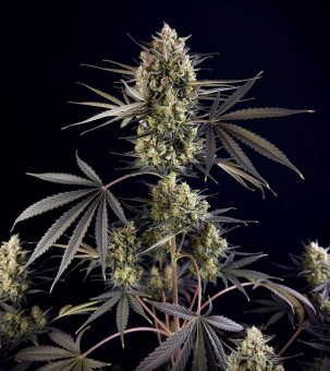 Pound Cake Auto - картинка 2