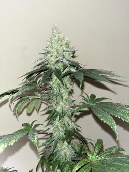 Tropical Zmoothie - картинка 3