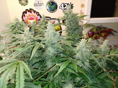 Sweet Bourbon Auto Kush - картинка 6