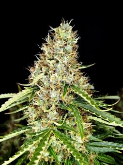 Z-Up Auto - картинка 5