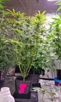 Kong's Krush - картинка 2