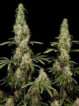 Arjan's Ultra Haze #1 - картинка 3