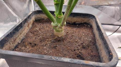 Sour Jealousy Auto - картинка 2