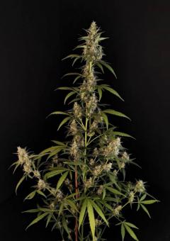 Sour Chocodiesel genetics - картинка 3