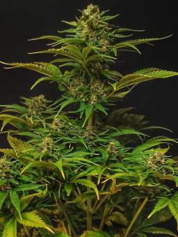 Auto Mandarin Cream XXL genetics - картинка 4