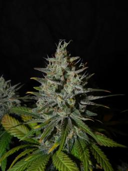 Blue Gem - картинка 1