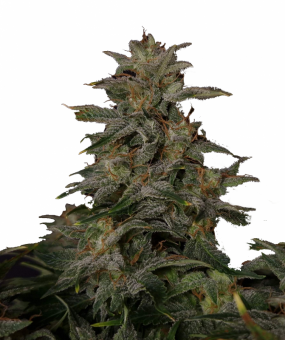 Lowryder autofem (IBL) - картинка 1