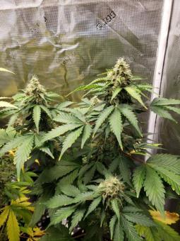 Auto Gelato Genetics - картинка 3