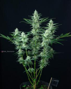 Vesta Autoflowering - картинка 3