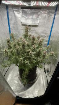 Green Crack Auto - картинка 4