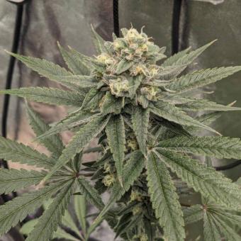 Mendo Breath - картинка 1