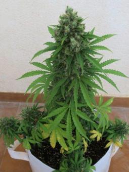 Fast Diesel genetics - картинка 3